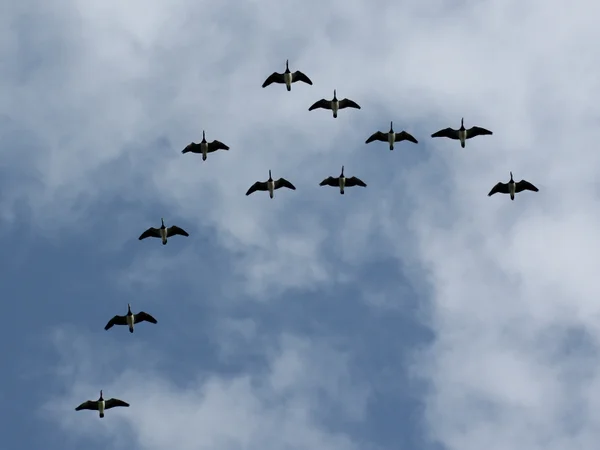 Die faszinierende Welt des Vogelzugs im Weltnaturerbe Wattenmeer erleben